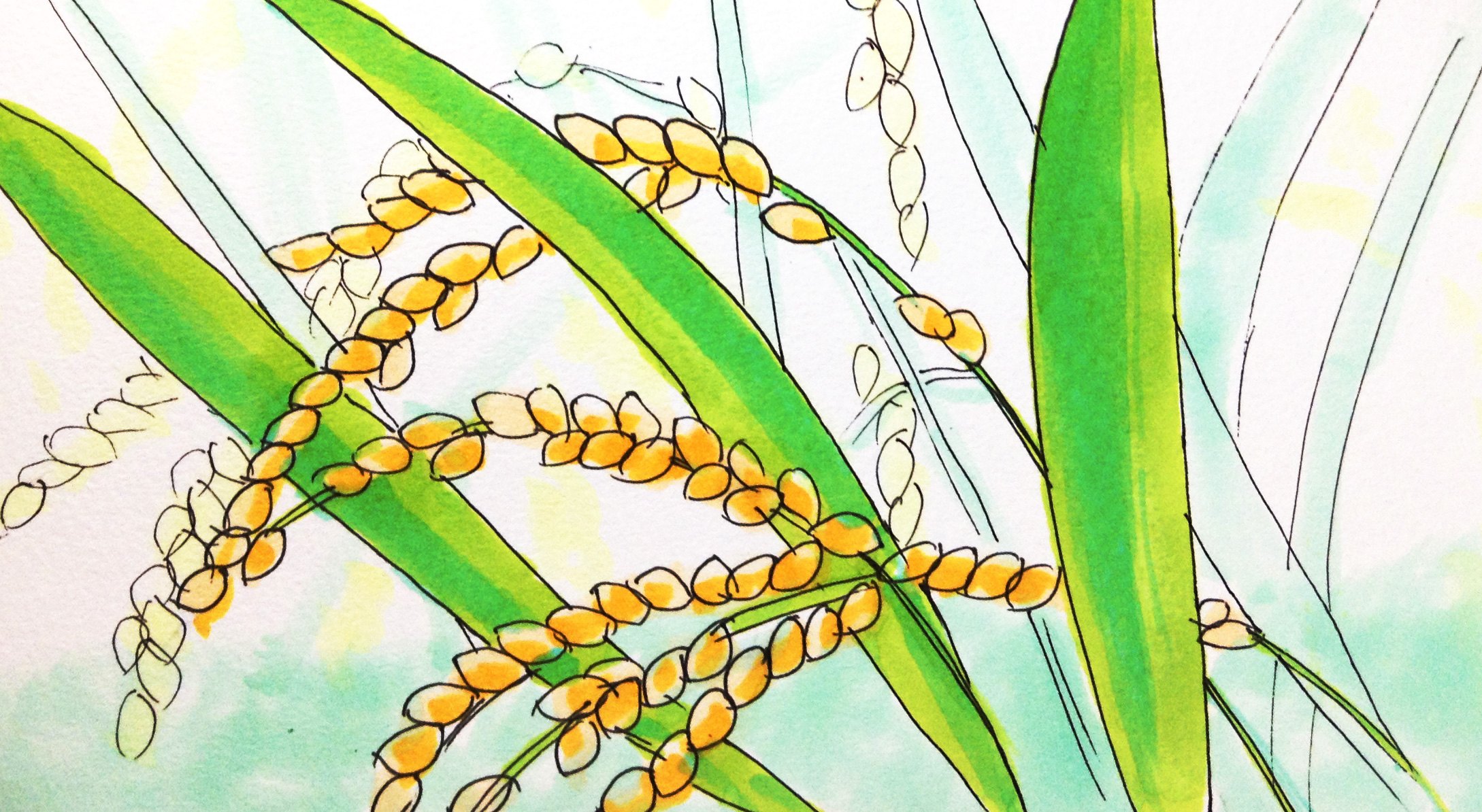 豊作・豊穣のシンボルの稲穂のイメージをコピックで描いたイラスト